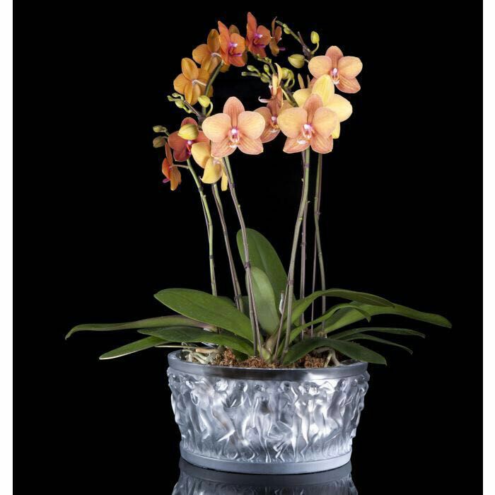 Фото Чаша LALIQUE Bacchantes 10547900